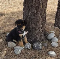 Sammie, a female German Shepherd Dog for sale in Elizabeth, CO – Photo 3 of 8