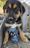 Sammie, a female German Shepherd Dog for sale in Elizabeth, CO – Photo 4 of 8