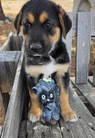 Sammie, a female German Shepherd Dog for sale in Elizabeth, CO – Photo 8 of 8