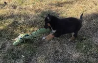 Sammie, a female German Shepherd Dog for sale in Elizabeth, CO – Photo 7 of 8