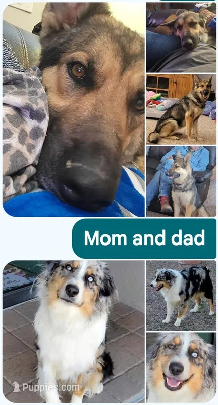 Pippin  – Australian Shepherd, German Shepherd Dog puppy for sale in Elizabeth, CO