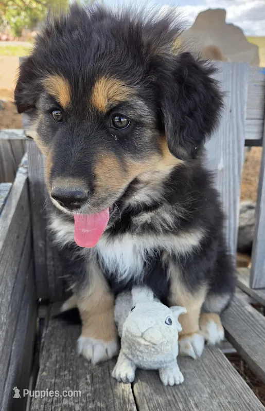 Pippin  – Australian Shepherd, German Shepherd Dog puppy for sale in Elizabeth, CO