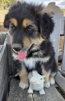 Pippin , a male Australian Shepherd and German Shepherd Dog for sale in Elizabeth, CO – Photo 8 of 8