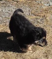 Pippin , a male Australian Shepherd and German Shepherd Dog for sale in Elizabeth, CO – Photo 7 of 8