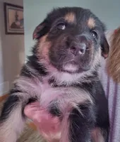 Pippin , a male Australian Shepherd and German Shepherd Dog for sale in Elizabeth, CO – Photo 6 of 8