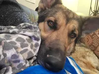 Sammie, a female German Shepherd Dog for sale in Elizabeth, CO – Photo 8 of 9