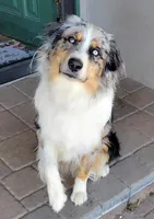 Sammie, a female German Shepherd Dog for sale in Elizabeth, CO – Photo 7 of 9