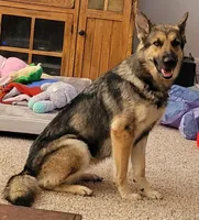 Sammie, a female German Shepherd Dog for sale in Elizabeth, CO – Photo 9 of 9