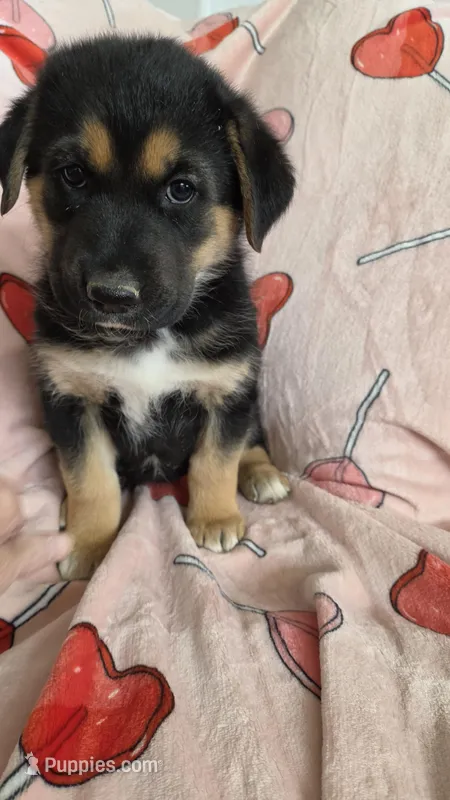 Sammie – German Shepherd Dog puppy for sale in Elizabeth, CO