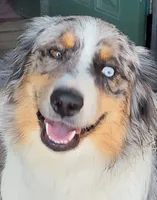 Sammie, a female German Shepherd Dog for sale in Elizabeth, CO – Photo 5 of 9