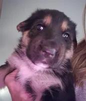 Pip, a female German Shepherd Dog for sale in Elizabeth, CO – Photo 2 of 3