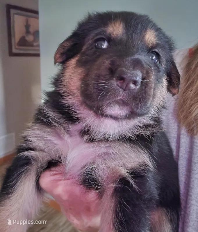 Pip – German Shepherd Dog puppy for sale in Elizabeth, CO