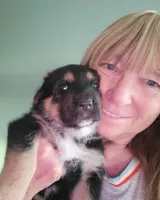 Pip, a female German Shepherd Dog for sale in Elizabeth, CO – Photo 3 of 3