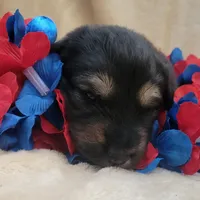 Pip, a male German Shepherd Dog for sale in Elizabeth, CO – Photo 1 of 3