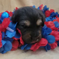 Pip, a male German Shepherd Dog for sale in Elizabeth, CO – Photo 3 of 3