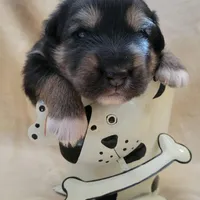 Pip, a male German Shepherd Dog for sale in Elizabeth, CO – Photo 2 of 3