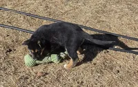 Sammie, a female Australian Shepherd and German Shepherd Dog for sale in Elizabeth, CO – Photo 5 of 8