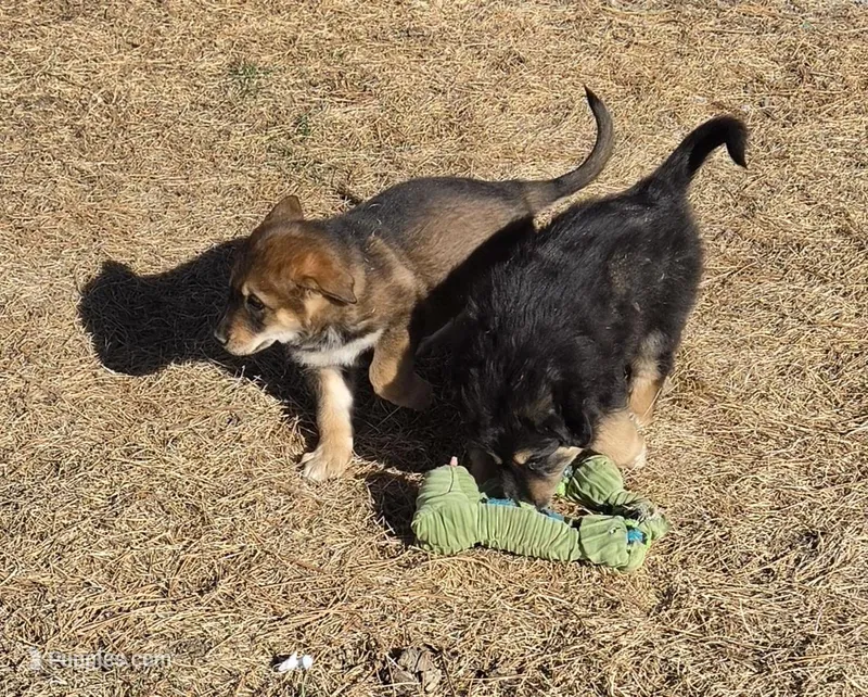 Sammie – Australian Shepherd, German Shepherd Dog puppy for sale in Elizabeth, CO