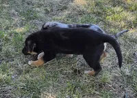 Sammie, a female Australian Shepherd and German Shepherd Dog for sale in Elizabeth, CO – Photo 3 of 8
