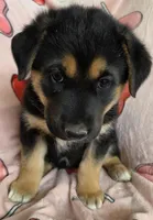 Sammie, a female Australian Shepherd and German Shepherd Dog for sale in Elizabeth, CO – Photo 6 of 8