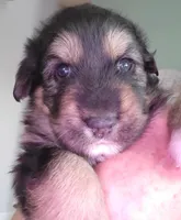 Sammie, a female Australian Shepherd and German Shepherd Dog for sale in Elizabeth, CO – Photo 7 of 8