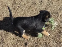 Sammie, a female Australian Shepherd and German Shepherd Dog for sale in Elizabeth, CO – Photo 4 of 8