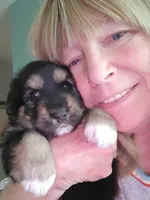 Sammie, a female German Shepherd Dog for sale in Elizabeth, CO – Photo 1 of 3