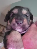 Sammie, a female German Shepherd Dog for sale in Elizabeth, CO – Photo 3 of 3