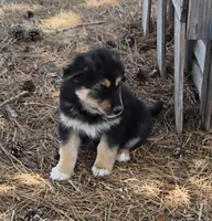 Pip, a male German Shepherd Dog for sale in Elizabeth, CO – Photo 7 of 8