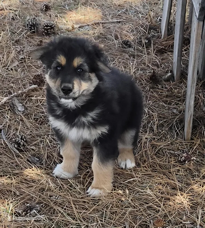 Pip – German Shepherd Dog puppy for sale in Elizabeth, CO