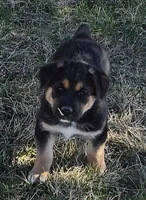 Pip, a male German Shepherd Dog for sale in Elizabeth, CO – Photo 5 of 8