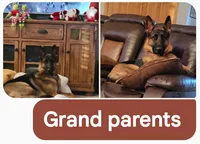 Pip, a male German Shepherd Dog for sale in Elizabeth, CO – Photo 8 of 8