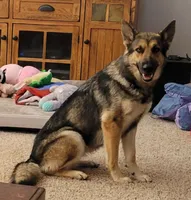 Sam, a male German Shepherd Dog for sale in Elizabeth, CO – Photo 7 of 7