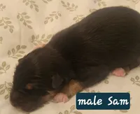 Sam, a male German Shepherd Dog for sale in Elizabeth, CO – Photo 2 of 7