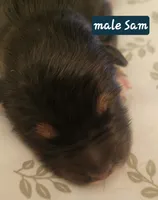 Sam, a male German Shepherd Dog for sale in Elizabeth, CO – Photo 3 of 7