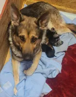 Sam, a male German Shepherd Dog for sale in Elizabeth, CO – Photo 5 of 7