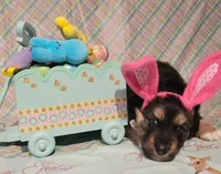 Happy Easter from Pip, a male German Shepherd Dog for sale in Elizabeth, CO – Photo 3 of 4