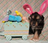 Happy Easter from Pip, a male German Shepherd Dog for sale in Elizabeth, CO – Photo 2 of 4