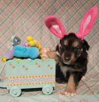 Happy Easter from Pip, a male German Shepherd Dog for sale in Elizabeth, CO – Photo 4 of 4