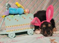 Happy Easter from Pip, a male German Shepherd Dog for sale in Elizabeth, CO – Photo 1 of 4