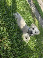 Ted, a male Miniature Schnauzer for sale in Baytown, TX – 9 of 10