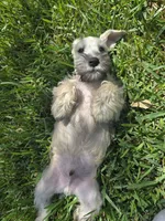 Ted, a male Miniature Schnauzer for sale in Baytown, TX – 8 of 10