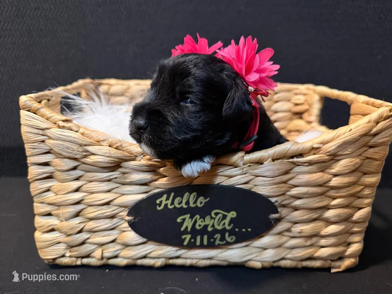 Clementine  – Miniature Schnauzer puppy for sale in Baytown, TX