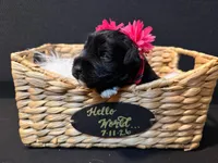 Clementine , a female Miniature Schnauzer for sale in Baytown, TX – 1 of 10