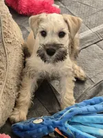 Ted, a male Miniature Schnauzer for sale in Baytown, TX – 7 of 10