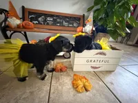 Clementine , a female Miniature Schnauzer for sale in Baytown, TX – 2 of 10