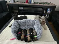 Clementine , a female Miniature Schnauzer for sale in Baytown, TX – 5 of 10
