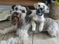 Ted, a male Miniature Schnauzer for sale in Baytown, TX – 6 of 10