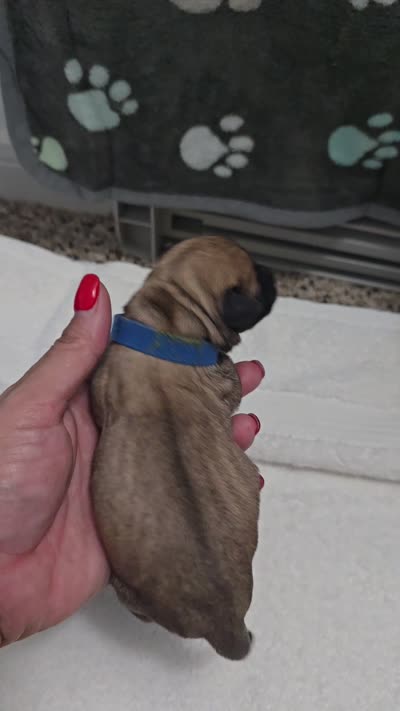 Ted, a male Miniature Schnauzer for sale in Baytown, TX – 10 of 10