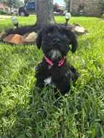 Clementine , a female Miniature Schnauzer for sale in Baytown, TX – 6 of 10